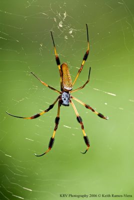 _KRV0495 Golden Silk Orb-weaver.jpg