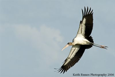 Wood Stork.jpg