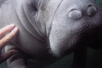 Manatees in Crystal River