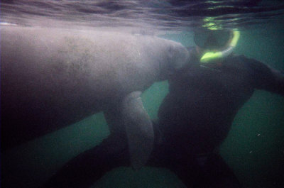 Manatees in Crystal River