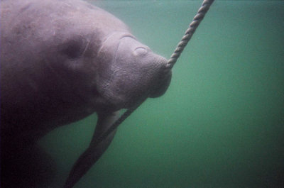 Manatees in Crystal River