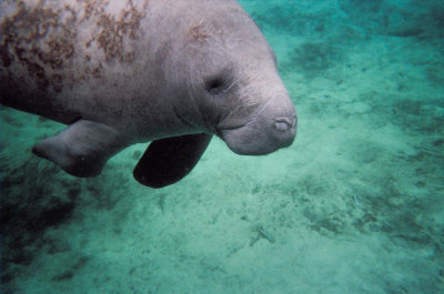 Manatees in Crystal River