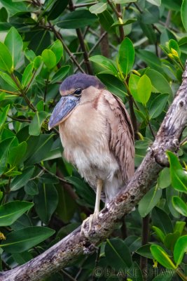 Boat-Billed Heron