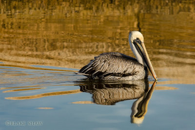 Brown Pelican