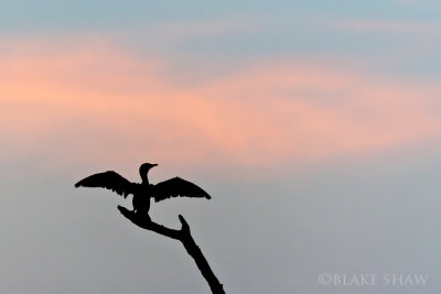 Double Crested Cormorant