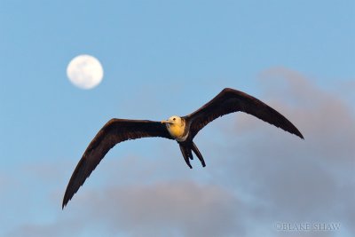 Magnificent Frigatebird and Moon