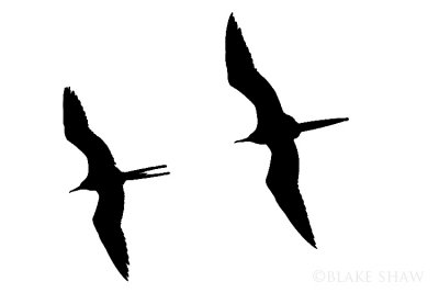 Magnificent Frigatebirds Silhouette