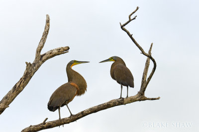 Tiger Herons