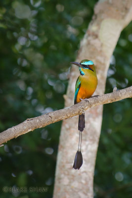 Turquoise-Browed Motmot