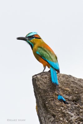 Turquoise-Browed Motmot