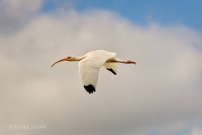 White Ibis