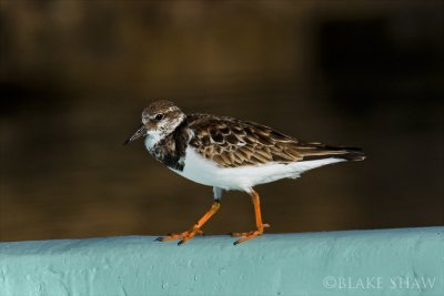 Ruddy Turnstone
