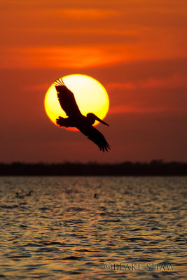 Yucatan Birds