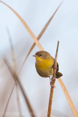 Common Yellowthroat (female)