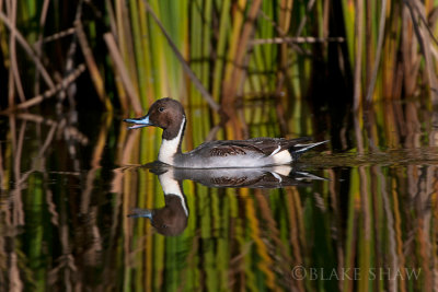 Ducks and Geese