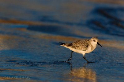 Black-bellied Plover (winter, non-breeding)