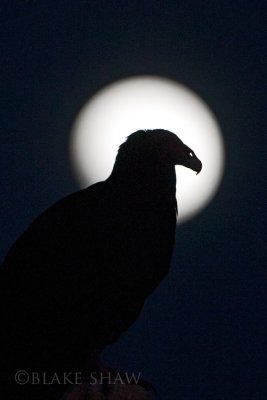 Turkey Vulture (and moon)