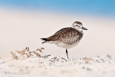 Black-bellied Plover (winter, non-breeding)