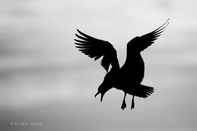 Gull Silhouette