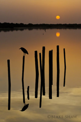 Black-Crowned Night Heron