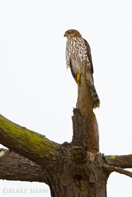 Cooper's Hawk (juvenile)