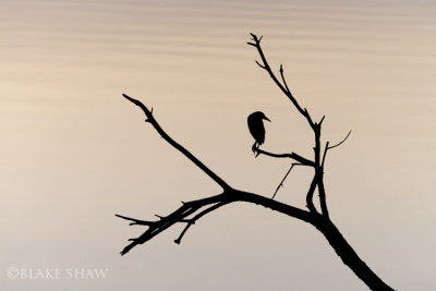 Black-Crowned Night Heron