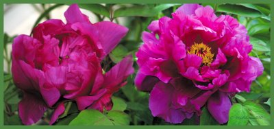 g4/94/555694/3/135230342.Jp4aEg6I.jpg