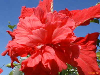 Triple Red