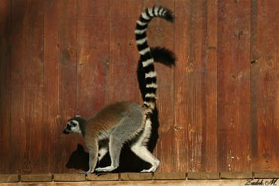 other animals