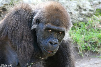 monkeys gallery