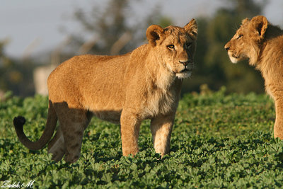 lions family - gallery