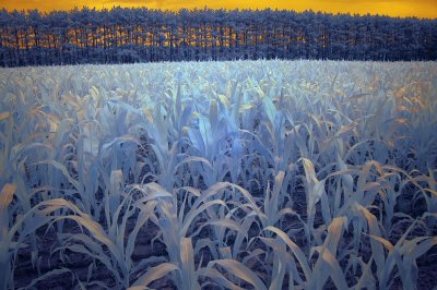 Blue Corn 01618.jpg