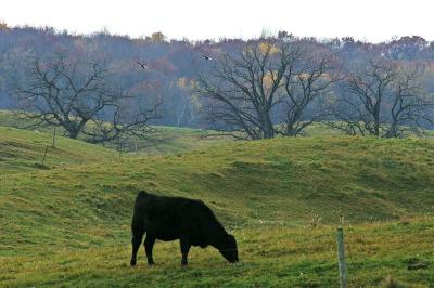 Cow and 2 Eagles 1418.jpg