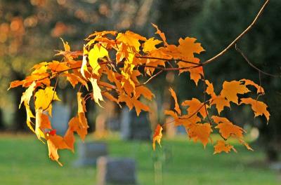 Sugar Maple 1283.jpg