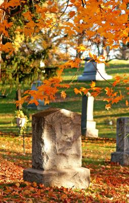 Sugar Maple Srone 1244.jpg