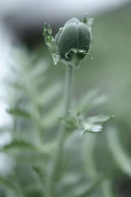 Poppy 4799.jpg Minolta 58mm f/1.2 Rokkor on Maxxum 7D