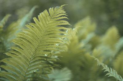 Altered Ferns4825.jpg