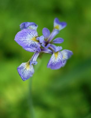 Iris versicolor 5099.jpg