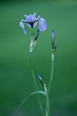 Iris versicolor 5194.jpg