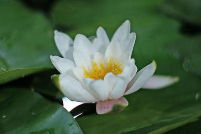 Water Lily 5338.jpg