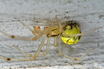 Yellow spider 5717.jpg