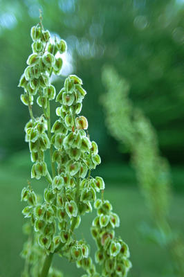 Rhubarb Seed 5629.jpg