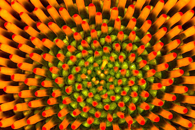 Fibonacci Echinacea 6485.jpg