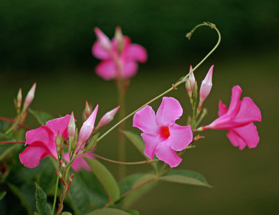 Twilight Mandevilla 7640.jpg