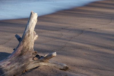 Driftwood  Sand 7127.jpg