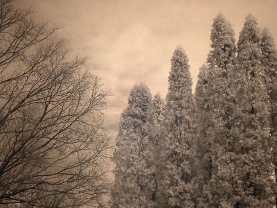 Winter White Cedar  Maple 0124.jpg