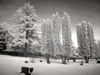 Winter White Pine  Cedars 0100.jpg