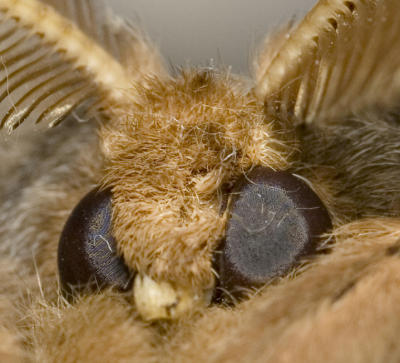 2006 Macro Stuff