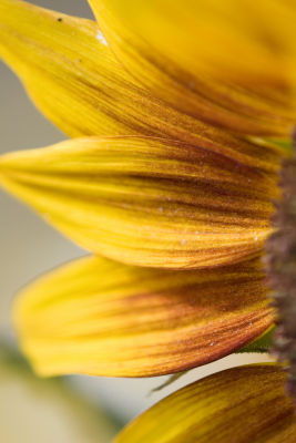 _MG_4391.jpg
