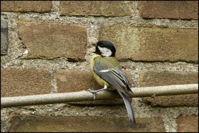 great tit (2)